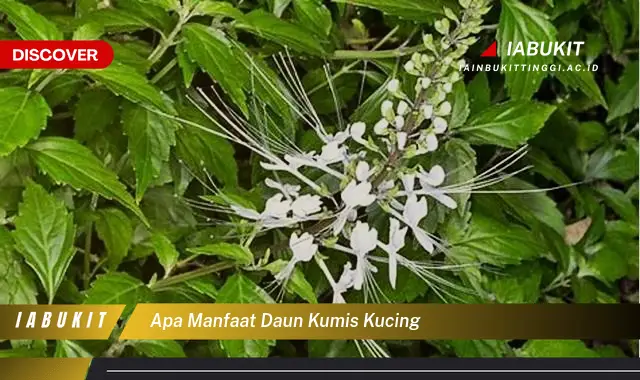 apa manfaat daun kumis kucing