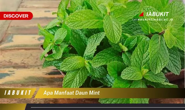 apa manfaat daun mint