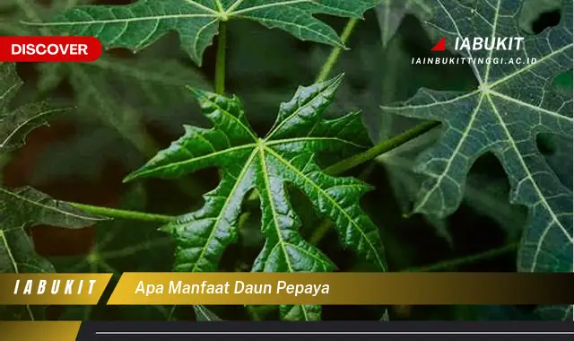 apa manfaat daun pepaya