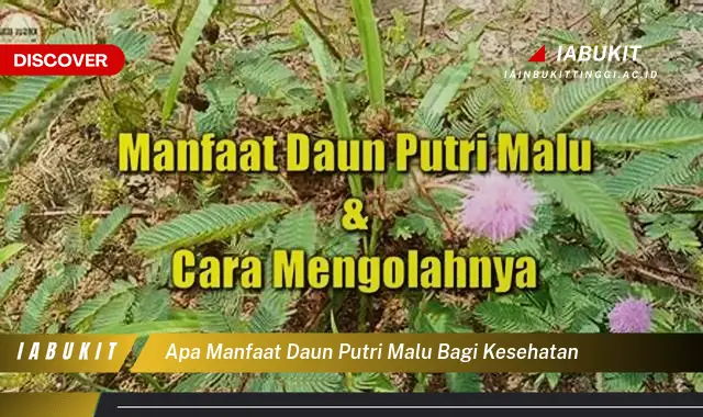 apa manfaat daun putri malu bagi kesehatan