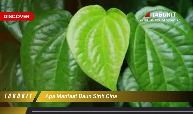 apa manfaat daun sirih cina