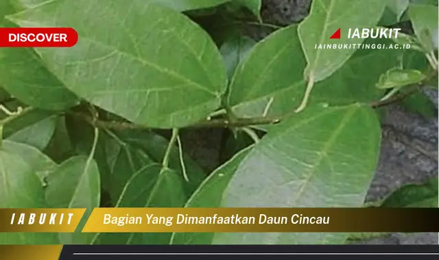 bagian yang dimanfaatkan daun cincau