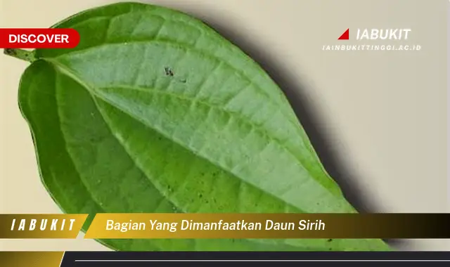 bagian yang dimanfaatkan daun sirih