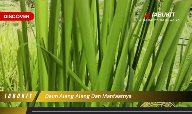 daun alang alang dan manfaatnya