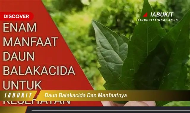 daun balakacida dan manfaatnya