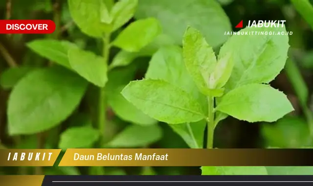 daun beluntas manfaat