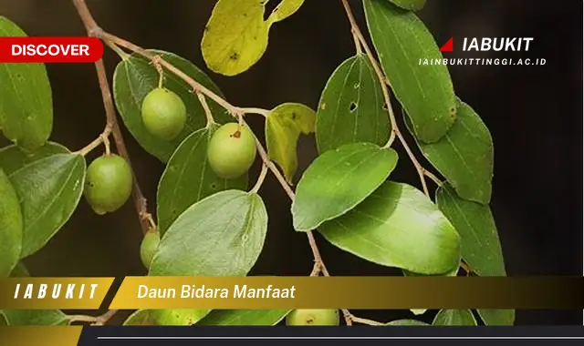 daun bidara manfaat