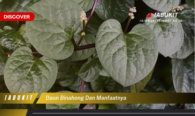 daun binahong dan manfaatnya