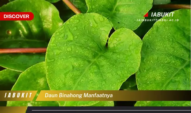 daun binahong manfaatnya