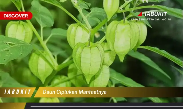 daun ciplukan manfaatnya