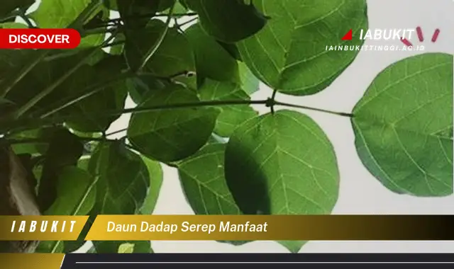 daun dadap serep manfaat