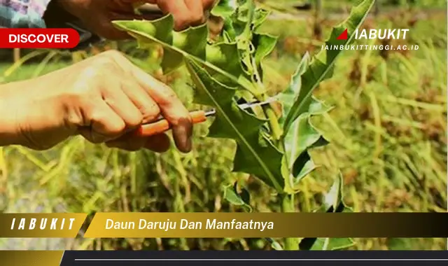 daun daruju dan manfaatnya