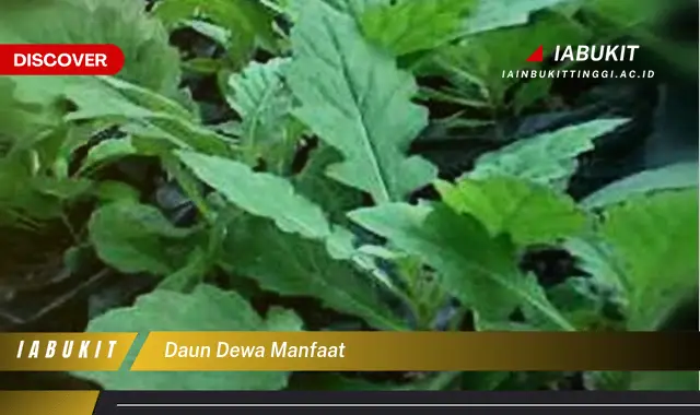 daun dewa manfaat