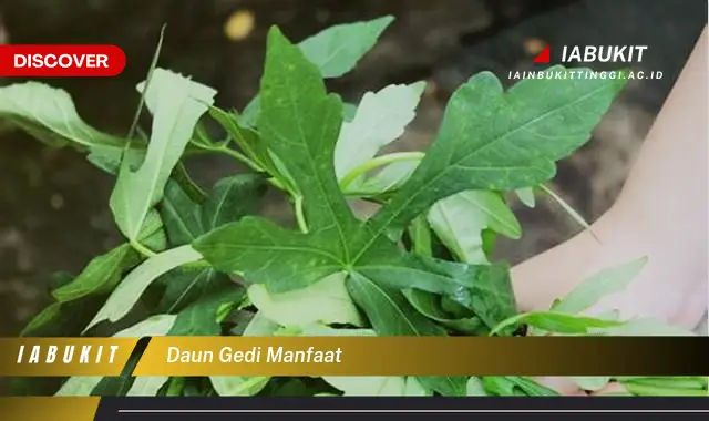 daun gedi manfaat