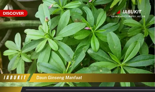 daun ginseng manfaat