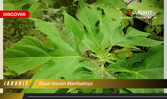 daun insulin manfaatnya