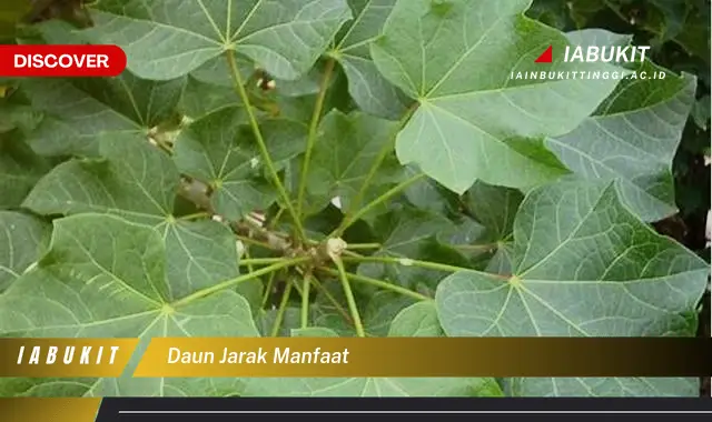 daun jarak manfaat