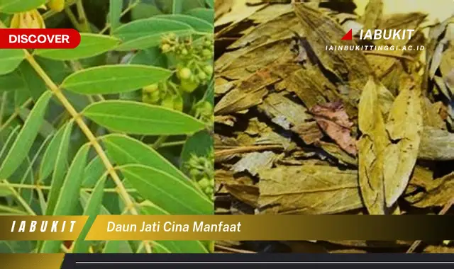 daun jati cina manfaat