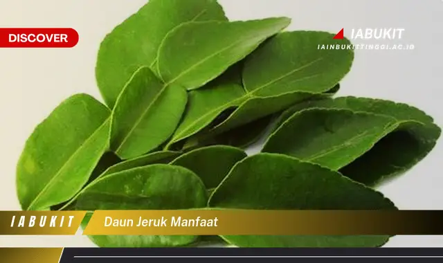 daun jeruk manfaat