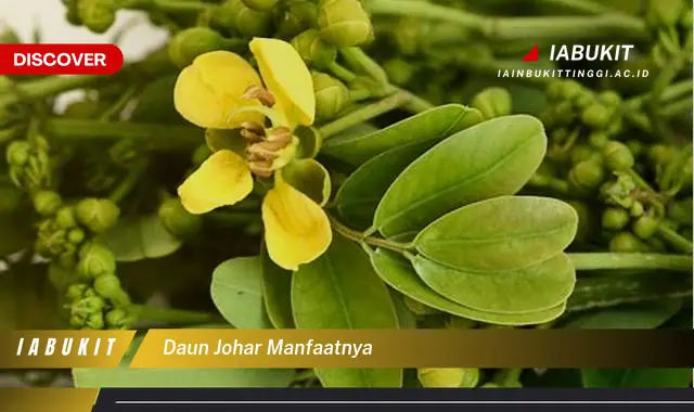 daun johar manfaatnya