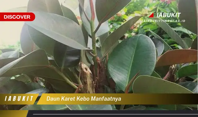 daun karet kebo manfaatnya