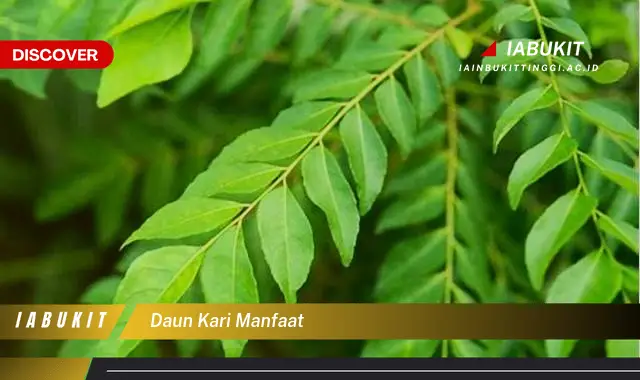 daun kari manfaat