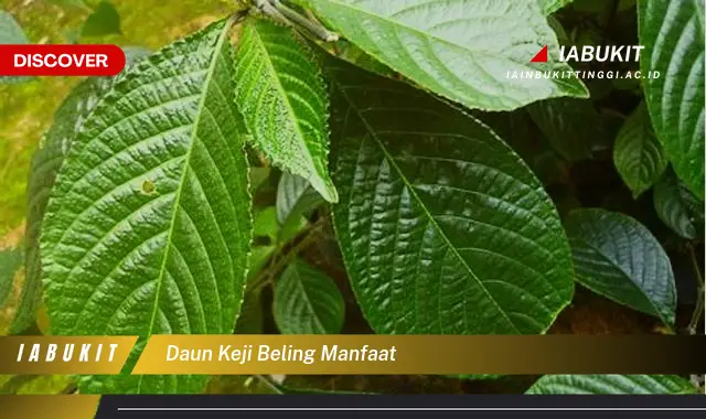 daun keji beling manfaat