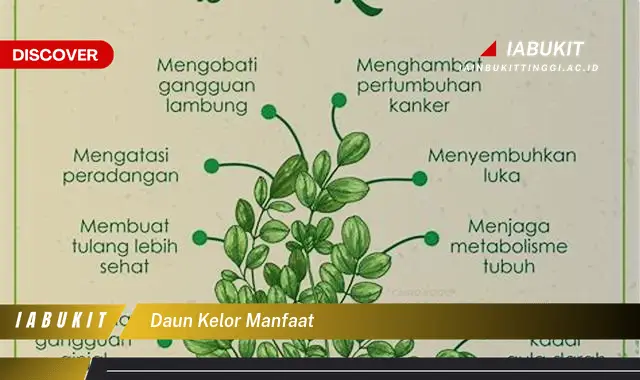 daun kelor manfaat