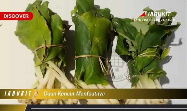 daun kencur manfaatnya