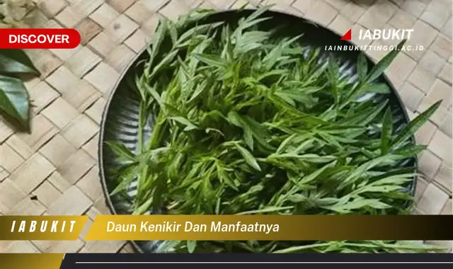 daun kenikir dan manfaatnya