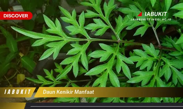 daun kenikir manfaat