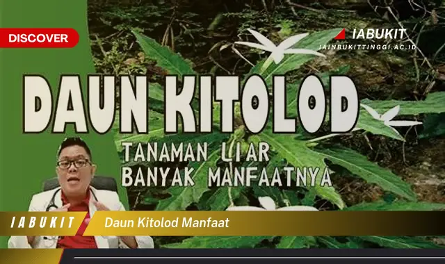 daun kitolod manfaat