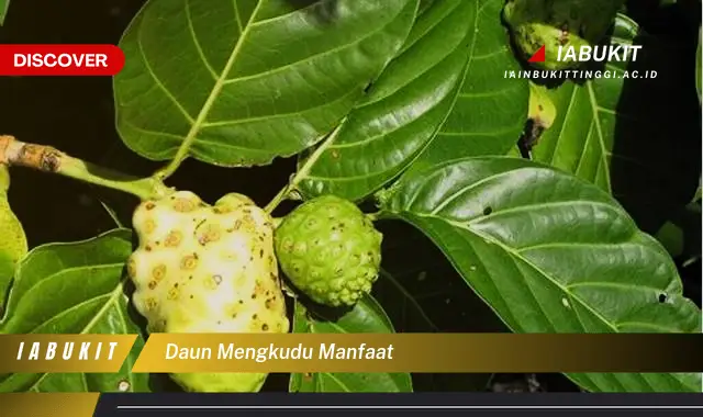 daun mengkudu manfaat