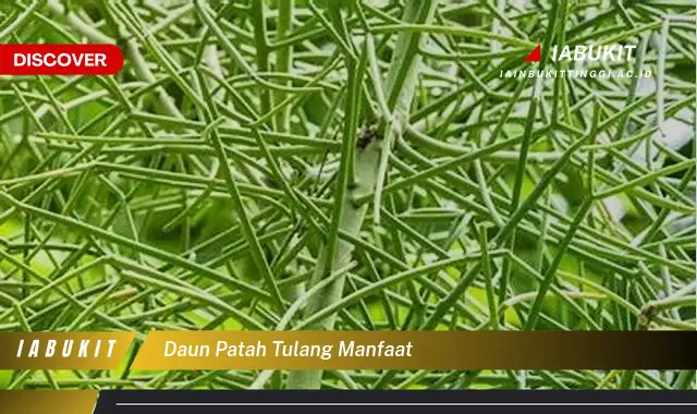 daun patah tulang manfaat