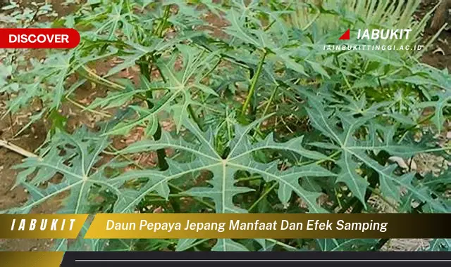 daun pepaya jepang manfaat dan efek samping