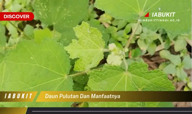 daun pulutan dan manfaatnya