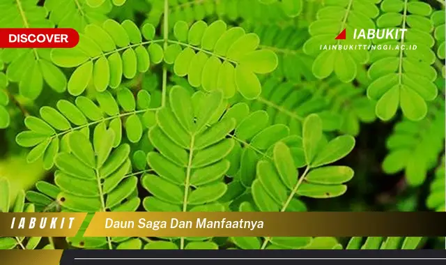 daun saga dan manfaatnya