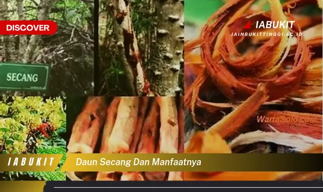 daun secang dan manfaatnya