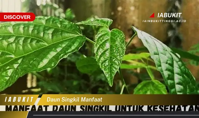 daun singkil manfaat