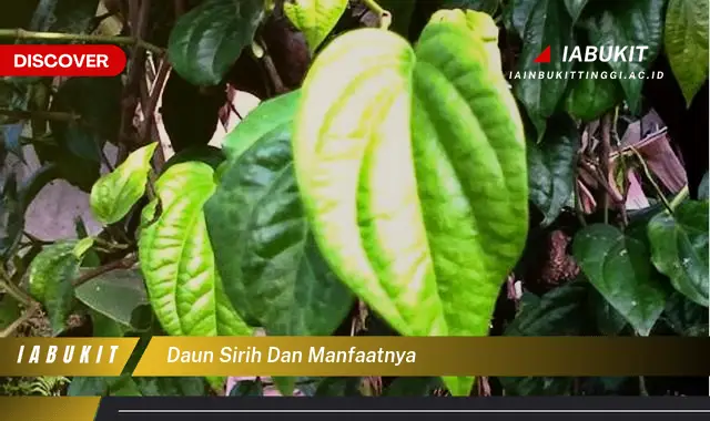 daun sirih dan manfaatnya