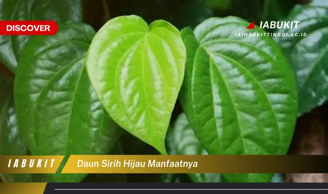 daun sirih hijau manfaatnya