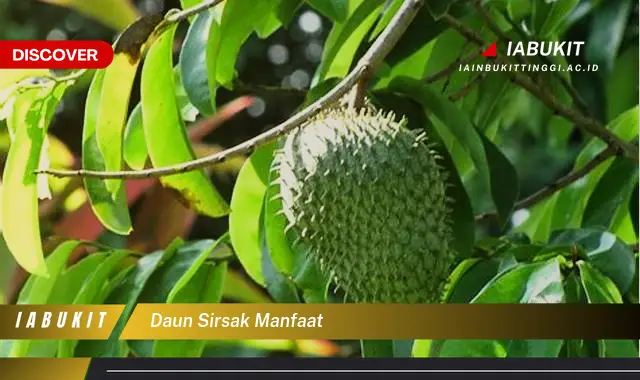 daun sirsak manfaat