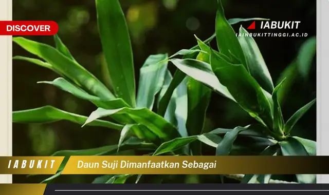 daun suji dimanfaatkan sebagai