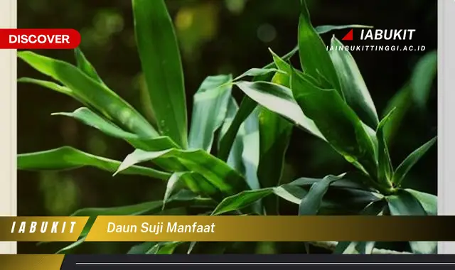 daun suji manfaat