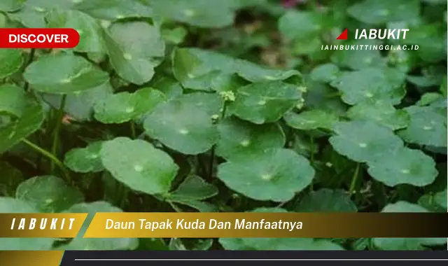 daun tapak kuda dan manfaatnya