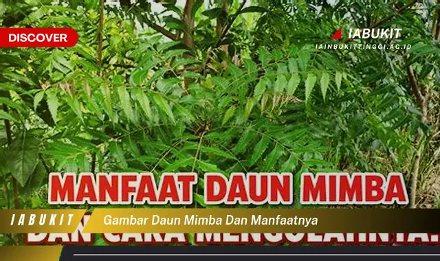 gambar daun mimba dan manfaatnya