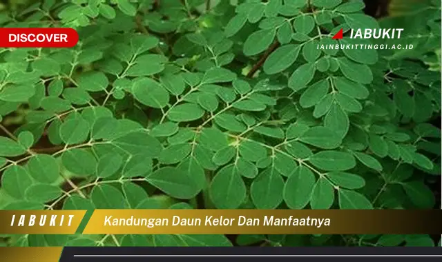 kandungan daun kelor dan manfaatnya