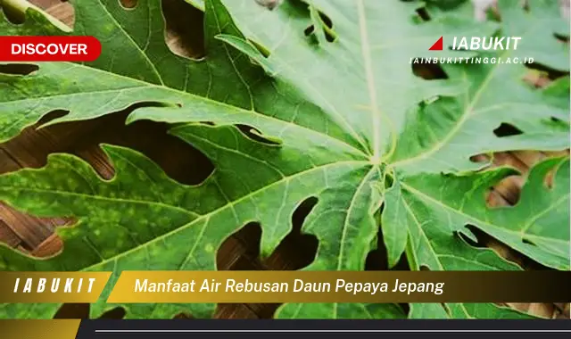 manfaat air rebusan daun pepaya jepang