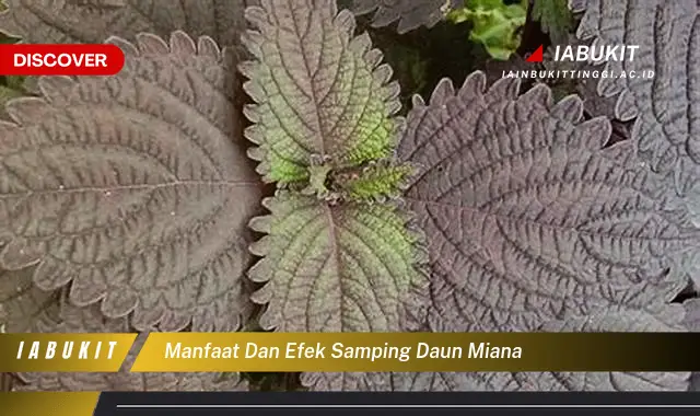 manfaat dan efek samping daun miana