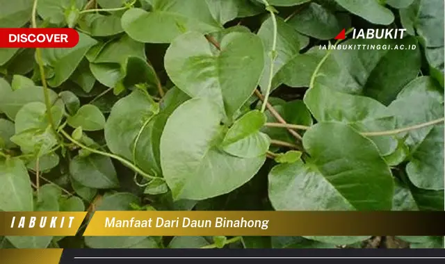 manfaat dari daun binahong